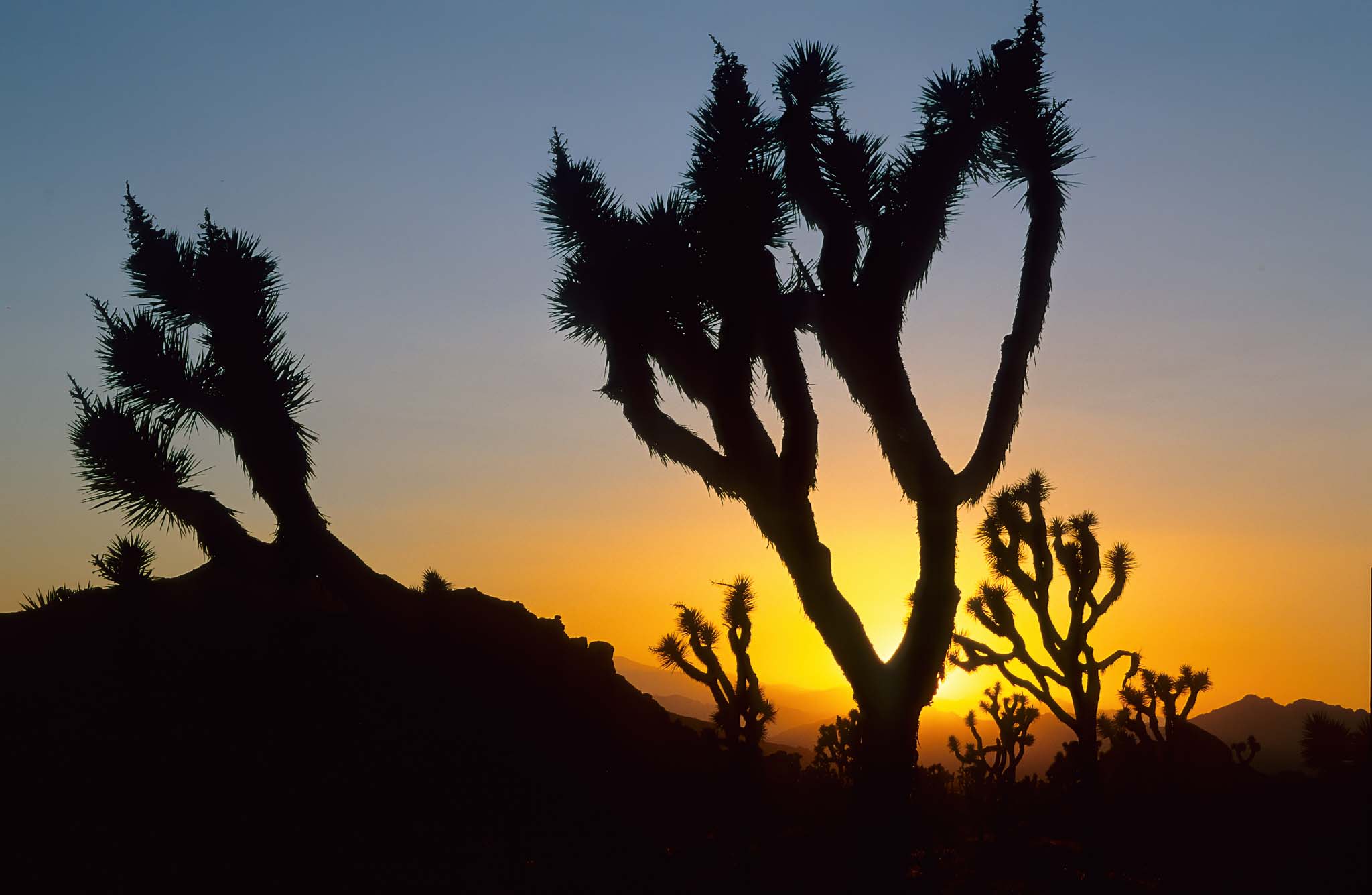 Joshua Tree NP